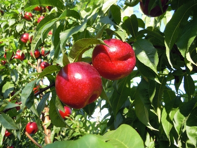 Nectarine stonefruit flowering plant Photo