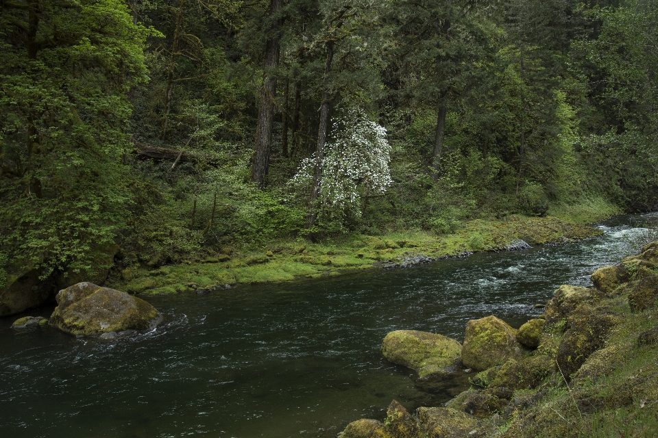 水域
 自然 自然の風景
 河畔地帯
