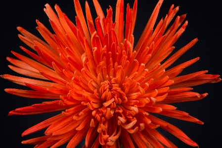 Blume orange rot anlage Foto