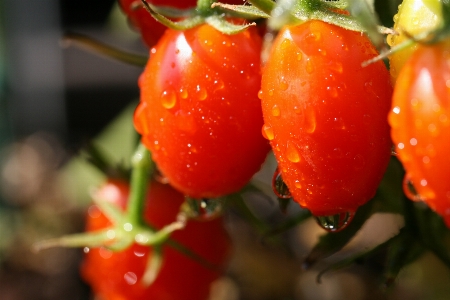 Anlage natürliche lebensmittel
 frucht blühende pflanze
 Foto