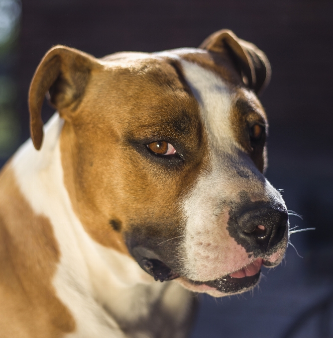 犬 哺乳類 脊椎動物
 犬種
