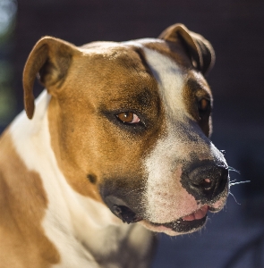 Foto Anjing mamalia bertulang belakang
 ras anjing
