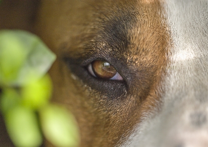 Foto Anjing hidung mata merapatkan
