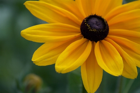 Blühende pflanze
 schwarzäugige susan
 blütenblatt blume Foto