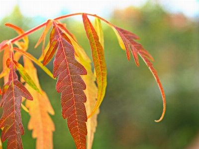 葉 植物 花 木 写真