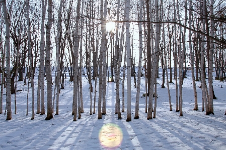 Hokkaido
 be
 일본 나무 사진