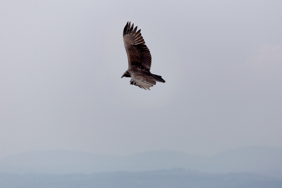 Vogel adler raubvogel
 schnabel