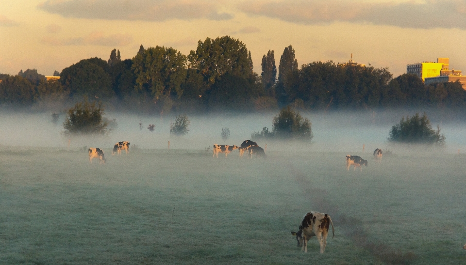 Mist autumn nature atmospheric phenomenon