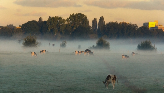 Mist autumn nature atmospheric phenomenon Photo