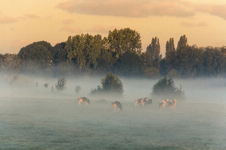 Mist autumn atmospheric phenomenon nature Photo