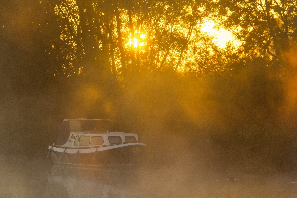 Mist autumn nature yellow