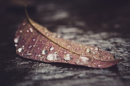 Water leaf pink brown Photo