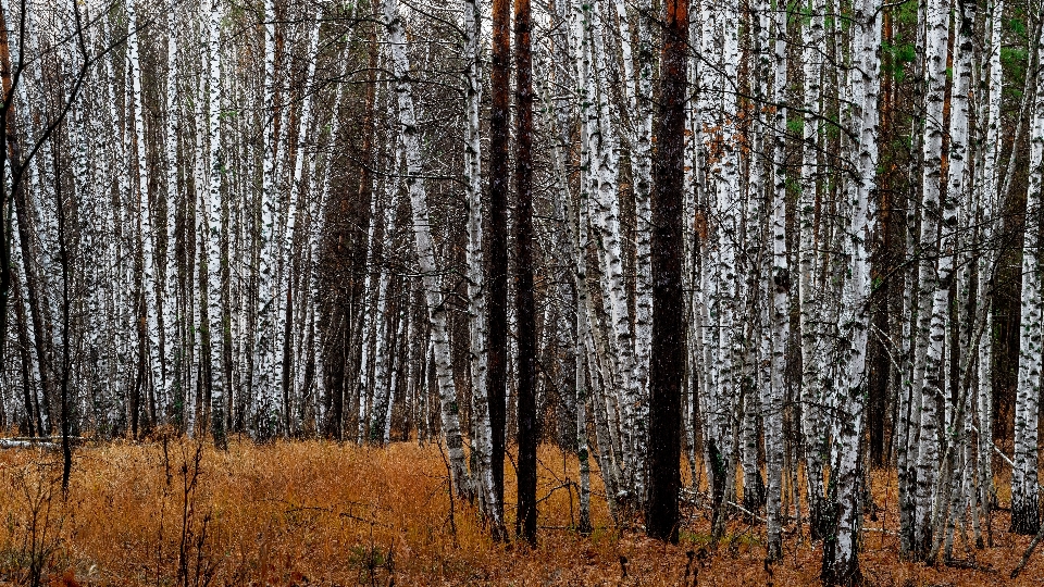 Forest birch glade morning