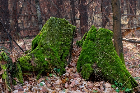 Forest stump moss lichen Photo