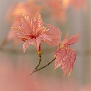 Blatt blume anlage blühende pflanze
 Foto