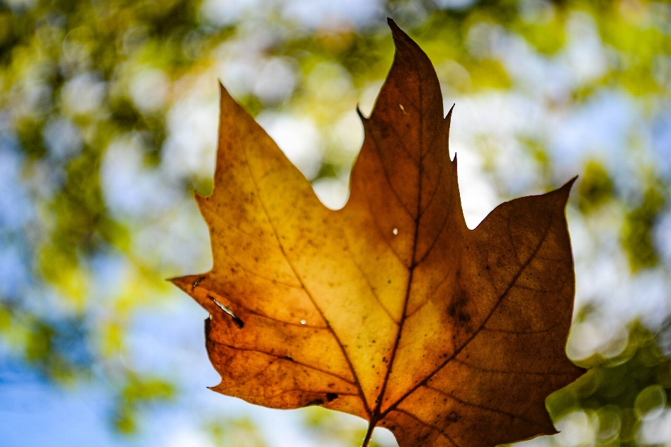 Herbst fallen gelb blau