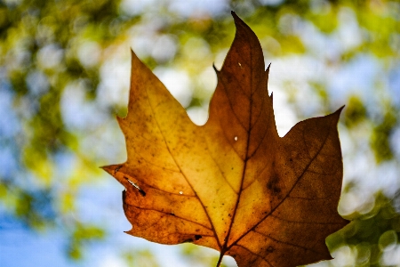 Photo Automne jaune bleu ciel