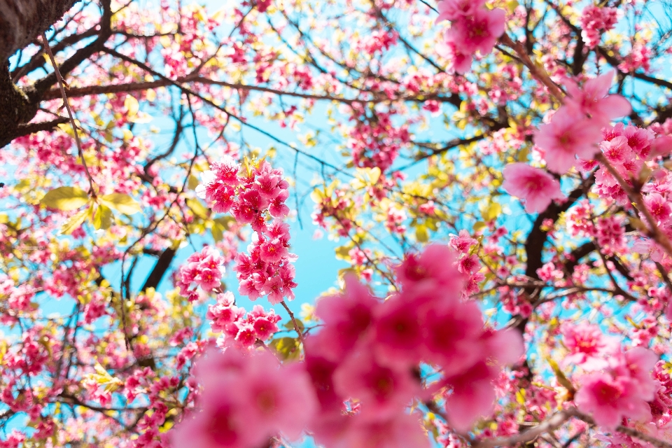 Flor primavera sucursales árbol