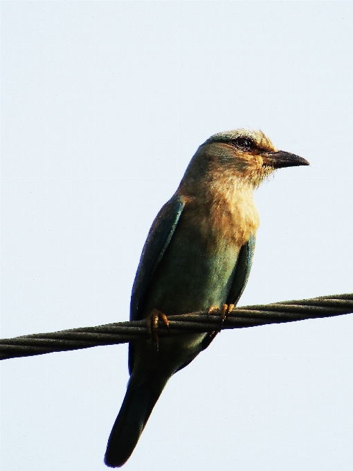 Oiseau couleur nature yeux