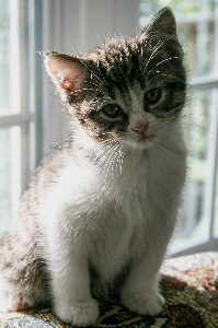 Foto Kucing bertulang belakang
 cambang
 berukuran kecil hingga sedang
