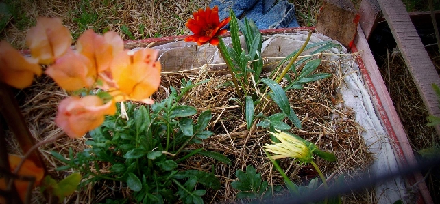 Foto Fiori giardino fiore pianta