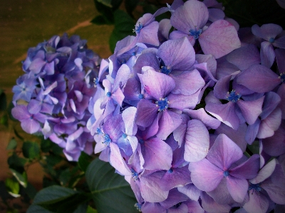 Flowers gardens hortensias flower Photo