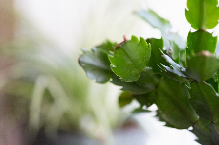 Leaf green flower plant Photo