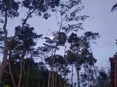 Nature tree sky vegetation Photo