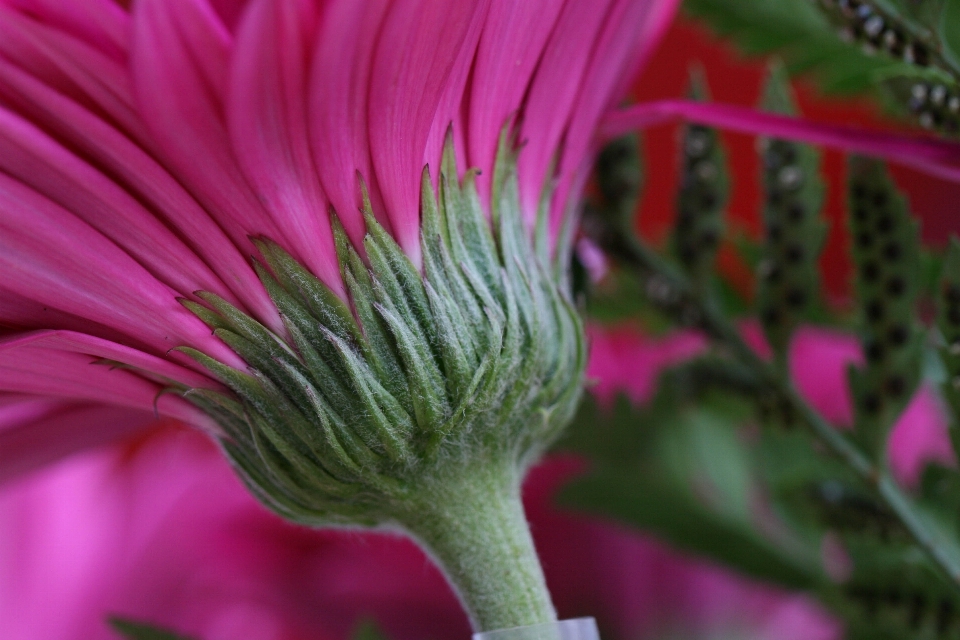 Blume blühende pflanze
 anlage blütenblatt