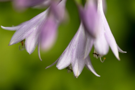 Blume blühende pflanze
 anlage blütenblatt Foto