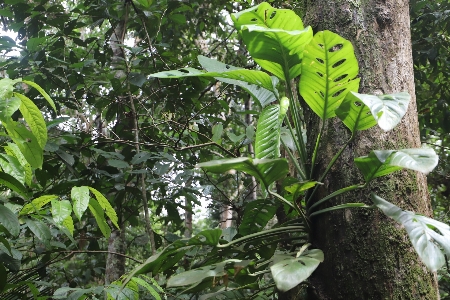 Amazon florest rain plant Photo