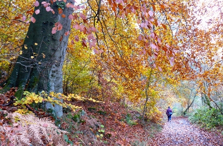 Autumn trees tree people in nature Photo