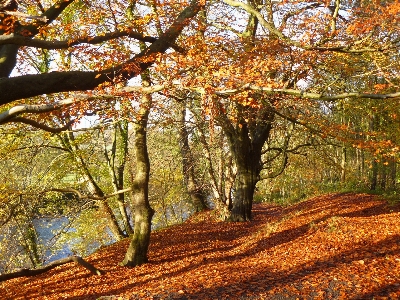 Photo Automne des arbres arbre nature