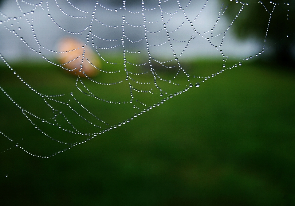 Teia de aranha água umidade verde