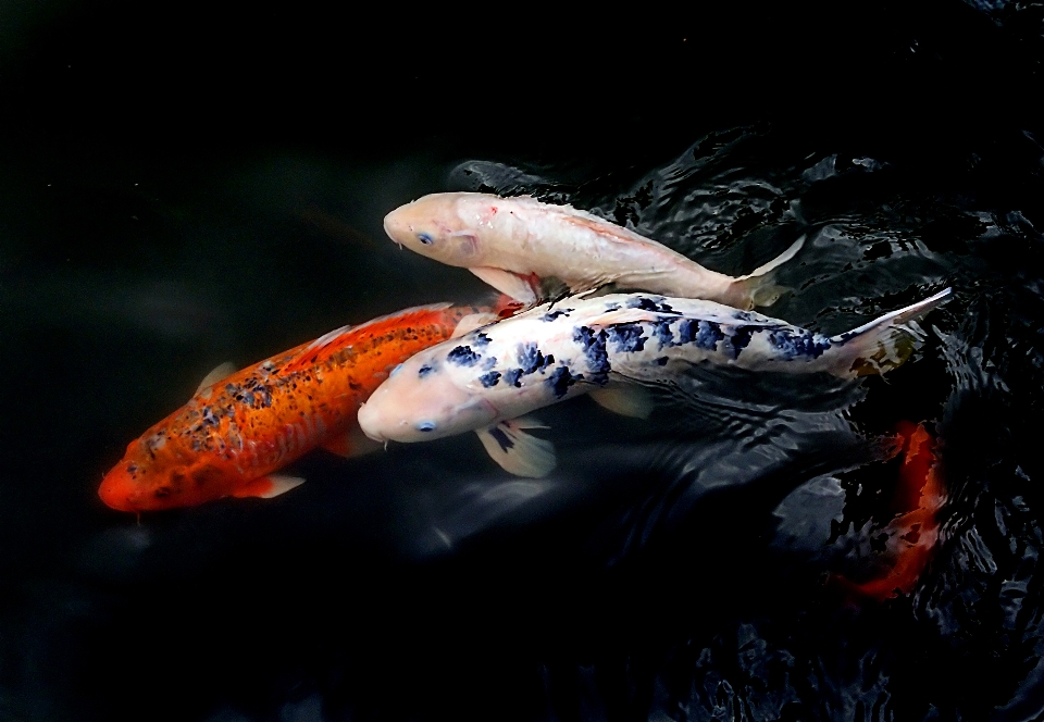 Koi fish pond