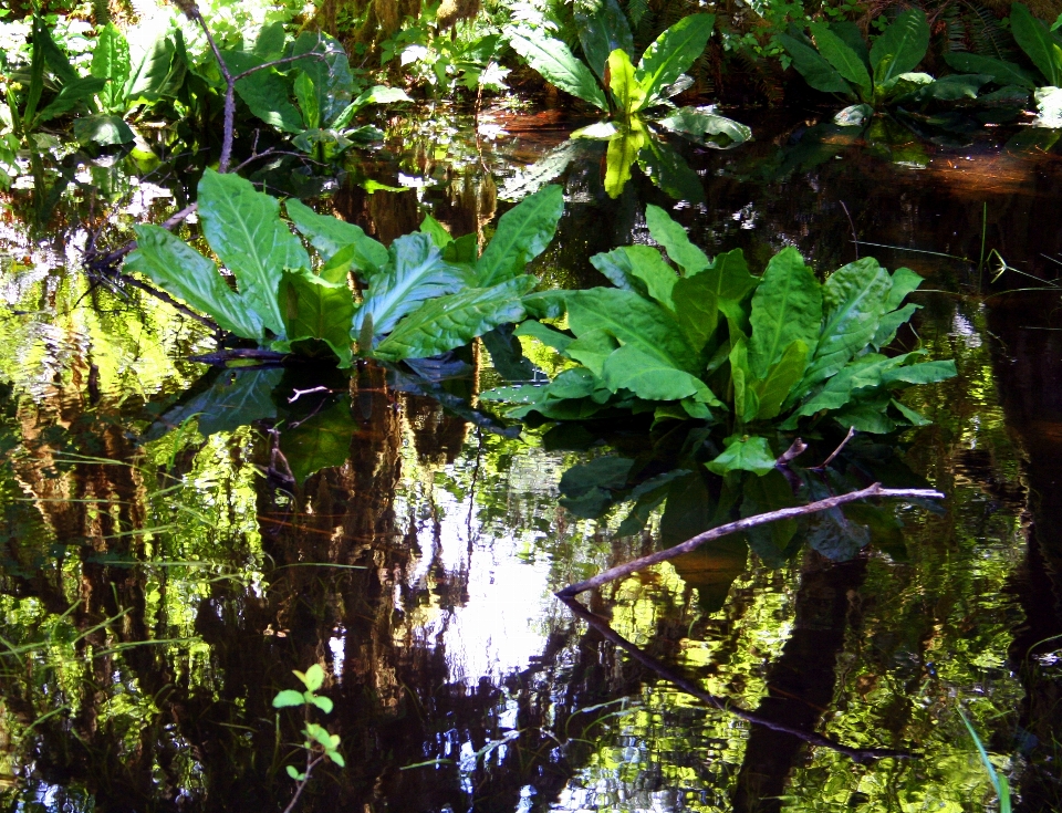 Water reflection rain forest canopy skunk cabbage