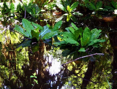 Foto Acqua riflessione tettoia della foresta pluviale
 cavolo puzzola
