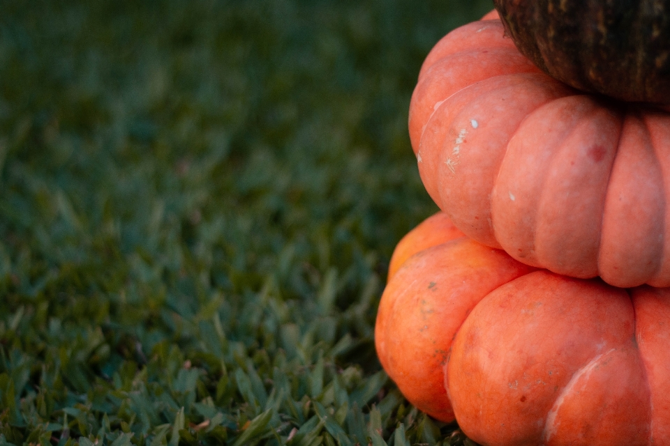 Citrouille halloween herbe récolte