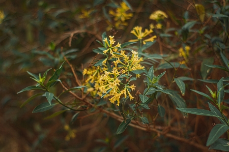 Flower yellow plant leaf Photo