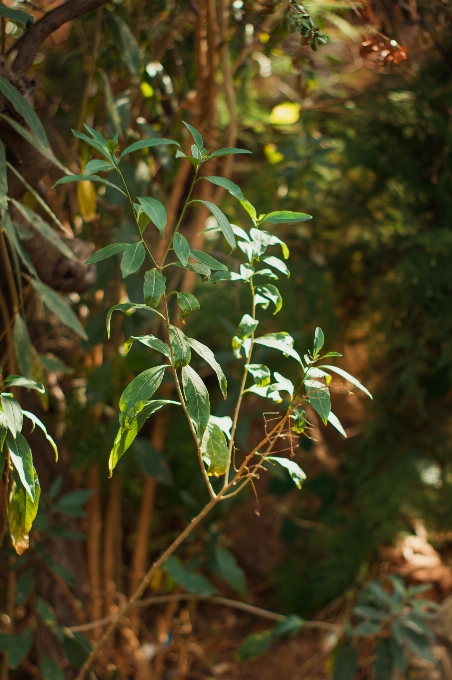 Golden flower plant leaf