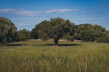 Tree natural landscape grassland nature Photo