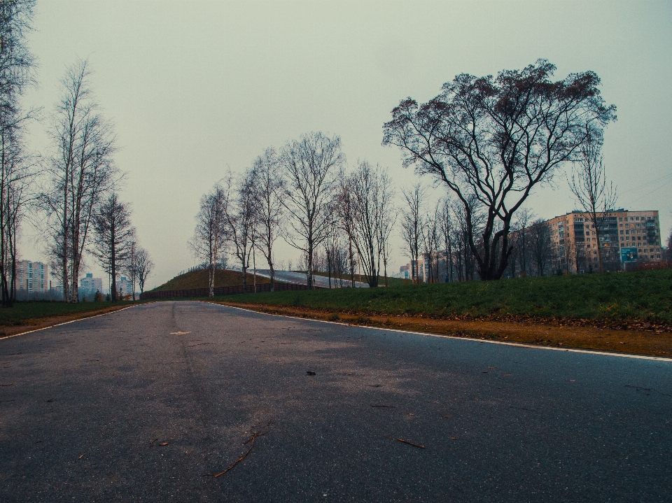 Bild straße asphalt
 baum