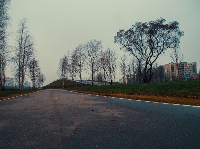 画像 道 アスファルト
 木 写真