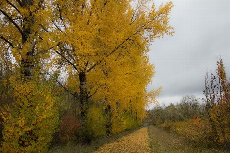 Foto árvore paisagem natural
 natureza folha