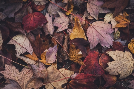 Blatt laubabwerfend
 baum anlage Foto