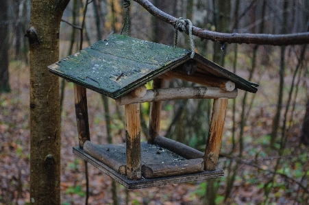 Image bird feeder wood tree Photo