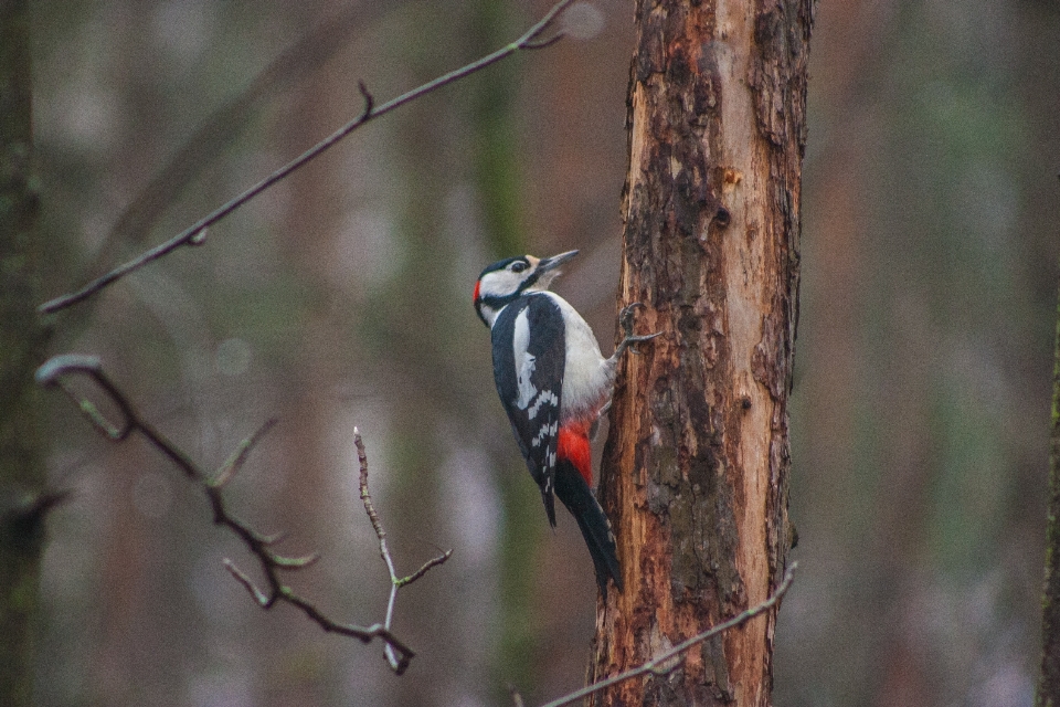 Bild vogel specht
 schnabel