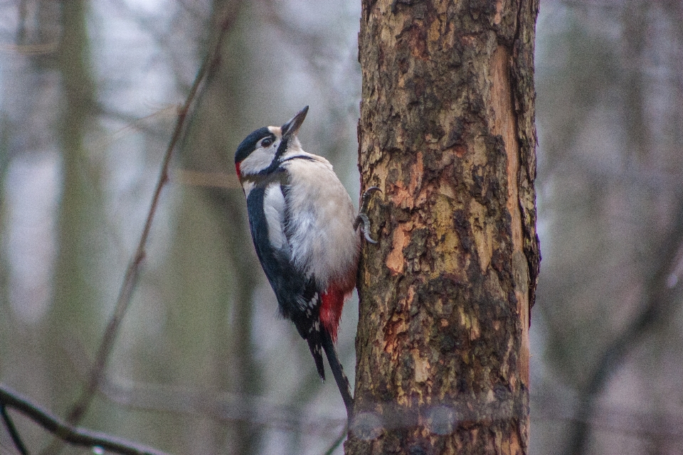 Image bird vertebrate beak