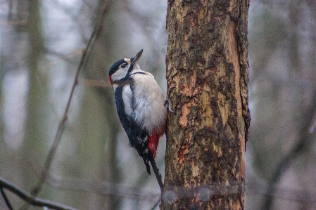 Image bird vertebrate beak Photo