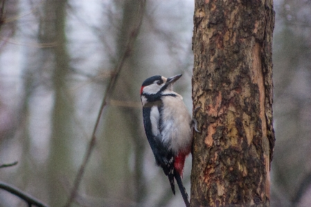 Image bird vertebrate beak Photo